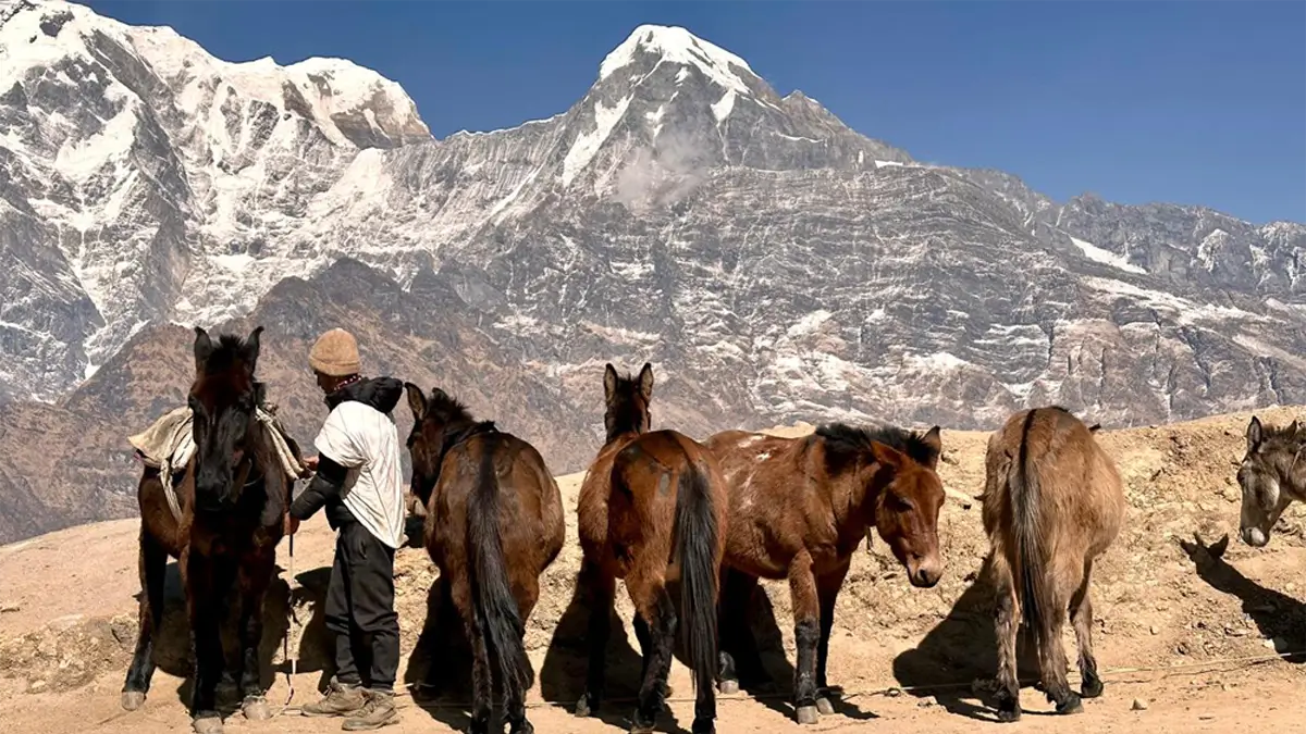 mardi himal trek spring in may annapurna nepal