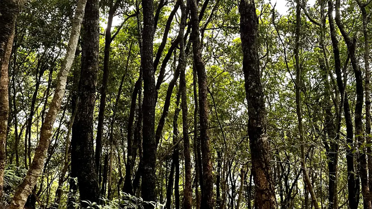 nagarjun jamacho forest in kathmandu
