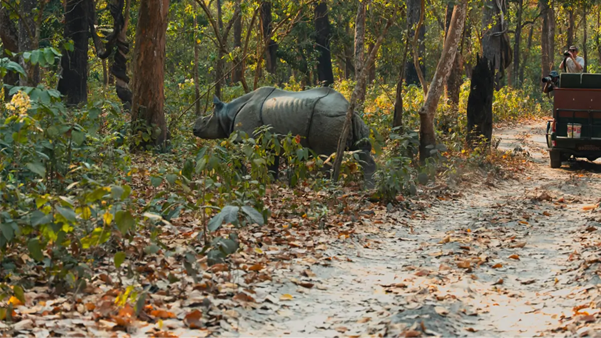 jeep safari at chitwan national park in Nepal