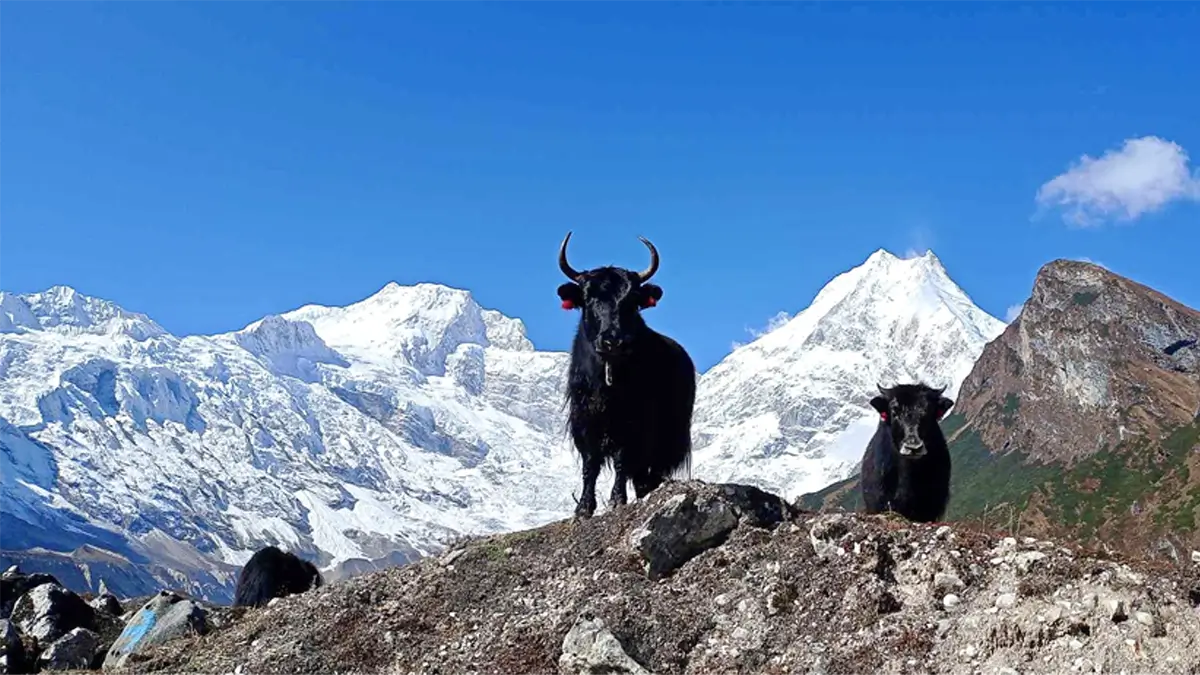 Mount Manaslu view and Himalayan yak while trekking days in October