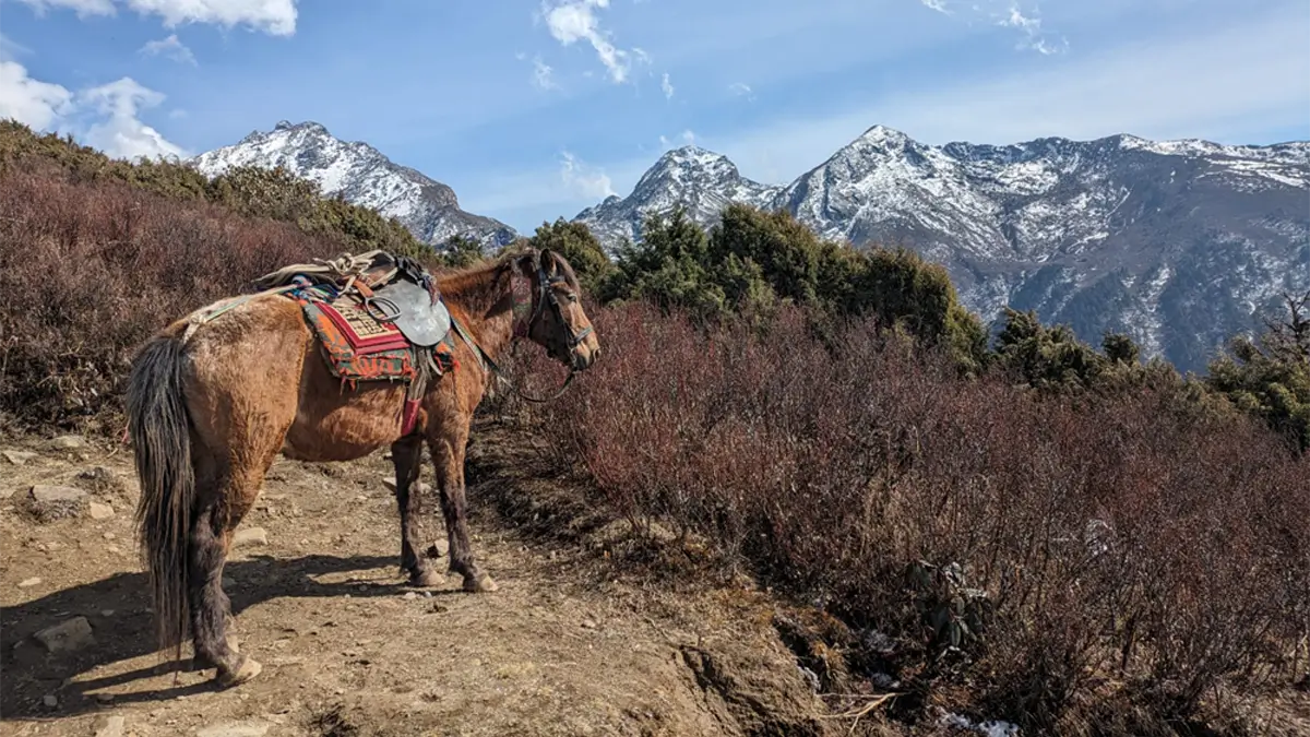 mule along the langtang gosaikunda lake trek in Nepal