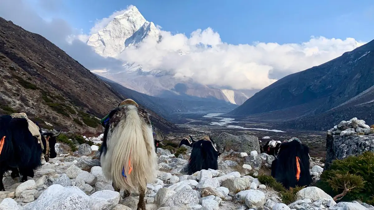 ama dablam view trekking lobuche to pangboche everest nepal