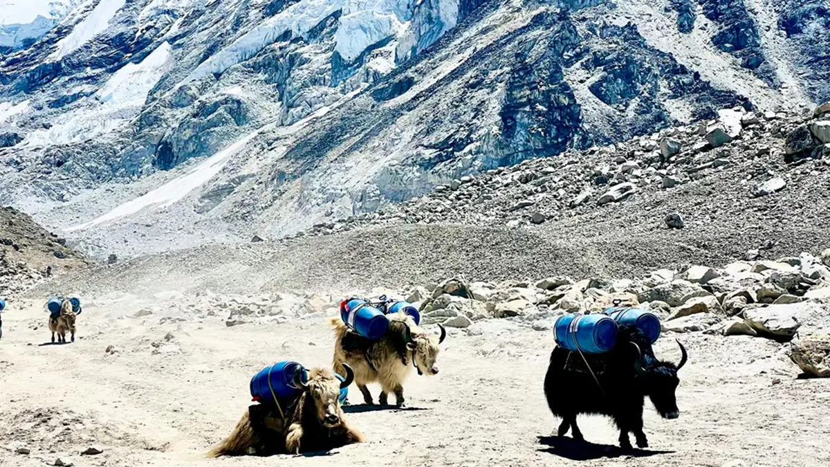 mountain yak in the Everest trekking trail between goraksheo to base camp ebc
